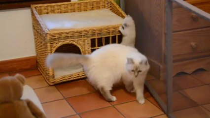 Jeux chatons 14 (04/10/13) maisonnette