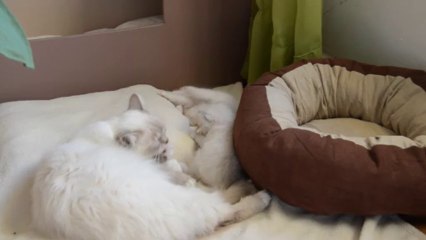 Jeux chatons (05/10/13) Tous les 3