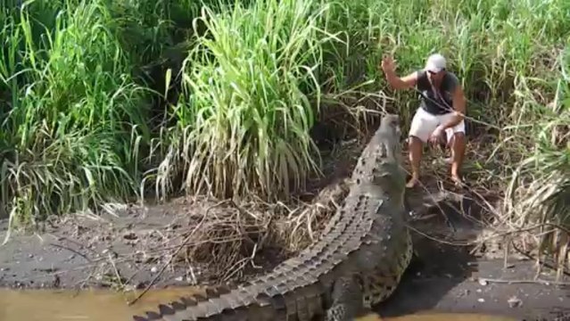 jose's amazing crocodile feeding 2 - rio tarcoles - costa rica - august 2013