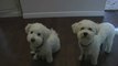 Bichon Frise Puppy & Dog with Liver Treats before Daily Walk
