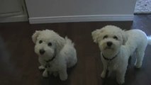 Bichon Frise Puppy & Dog with Liver Treats before Daily Walk