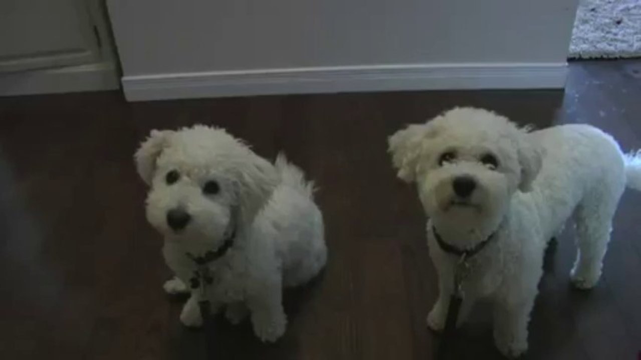 Bichon Frise Puppy & Dog with Liver Treats before Daily Walk