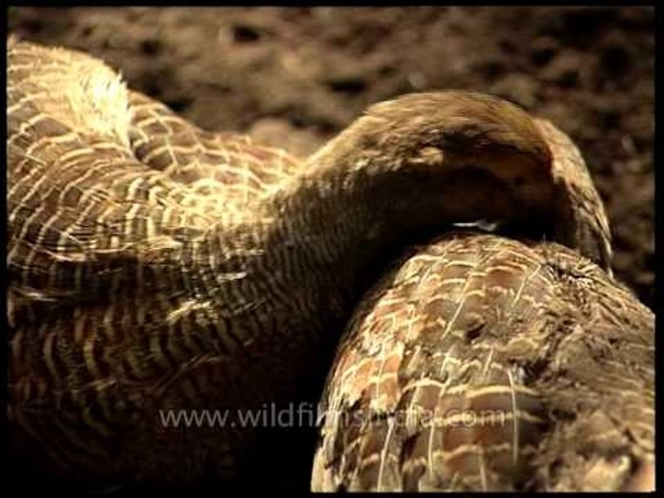 Grey Partridge pair preening