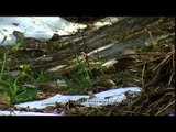 Trio of White throated laughing thrush