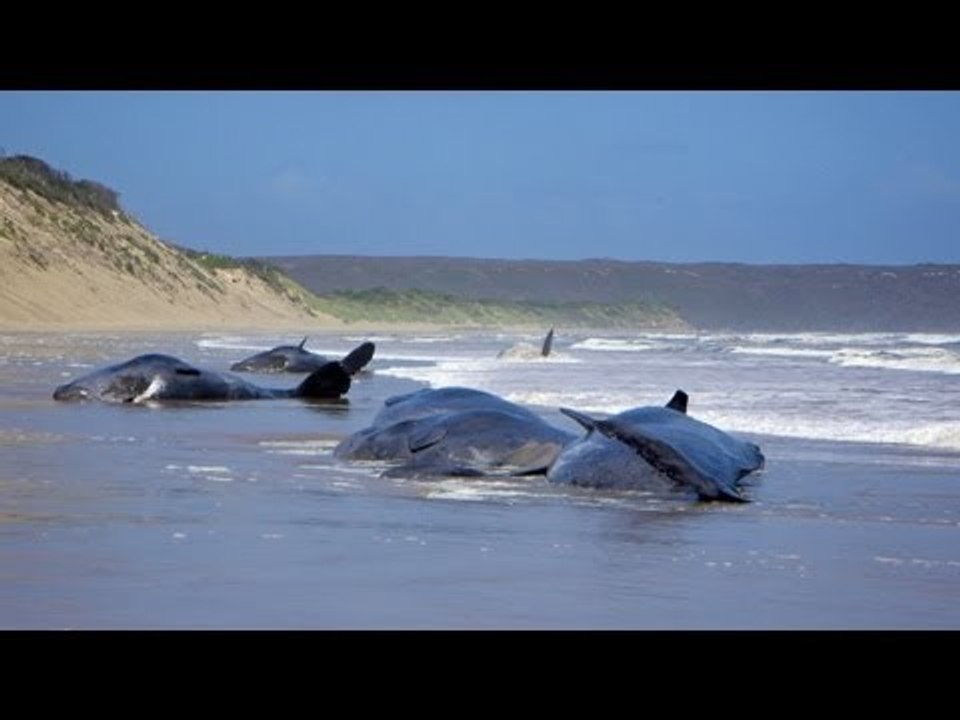 Man-made underwater noise pollution disturbs whales