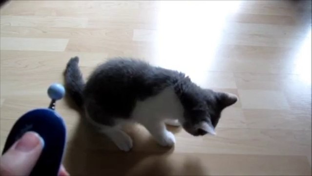 Clickertraining mit Kitten