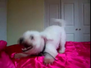 Pepe The Bichon Frise Doing The &#39;&#39;Bichon Blitz&#39;&#39;