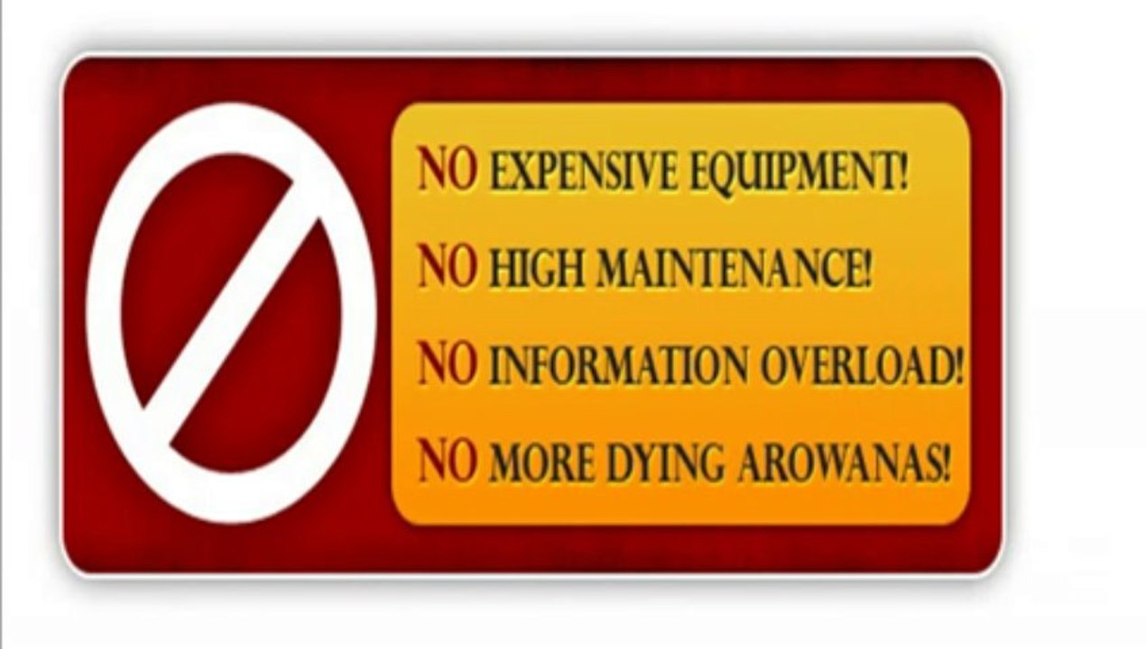Arowana Community Tank - Arowana Secrets Revealed