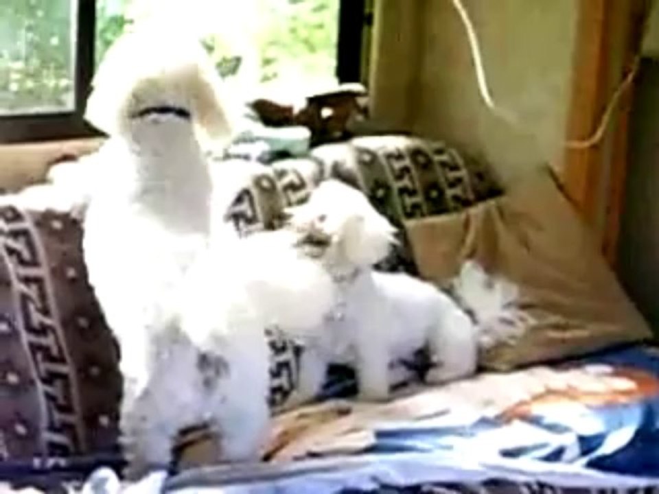 Funny Bichon Frise Dogs in a RV