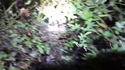 Blu and Maggie treed on fench post