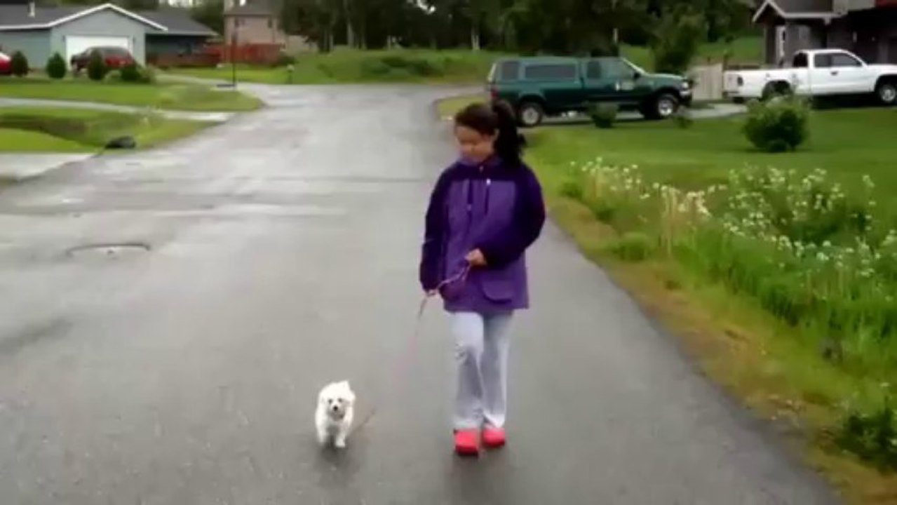 10 Week Old Bichon Frise Puppy Walk