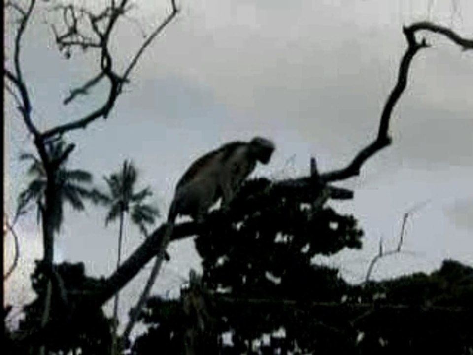 Zanzibar Interlude