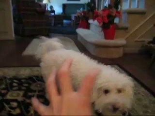Bichon Frise Bath Buzz