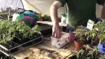 Gardener Cornwall show you how to plant seeds