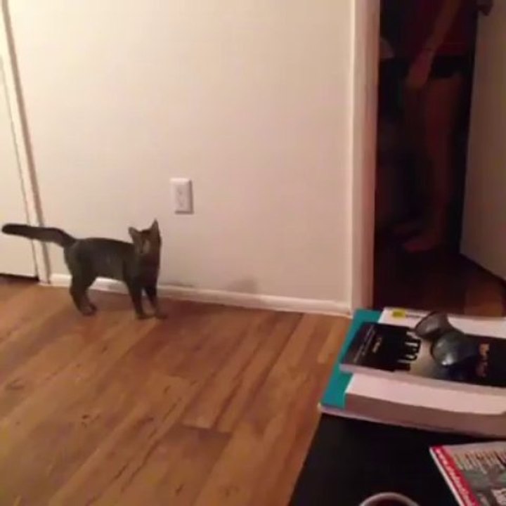 A Silly hooman scared the cat