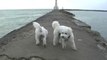 Bichon Frise Puppy & Dog Running at Waterfront & Harbor
