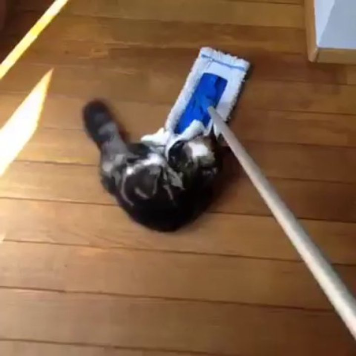 Cats be like