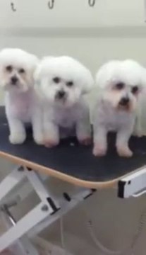 bichon frise smiling for treats