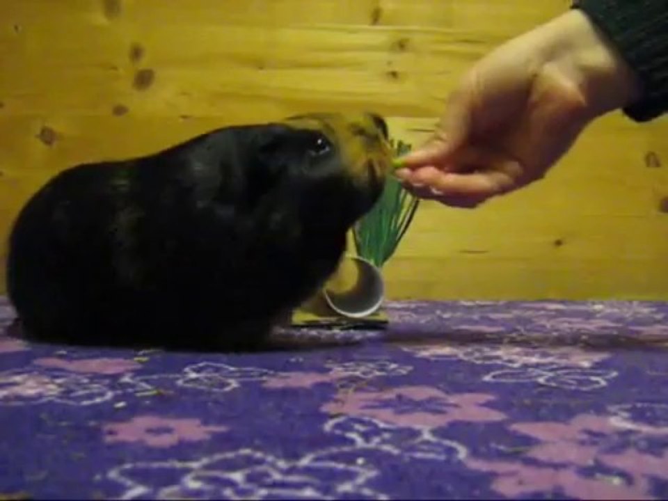 Lucie beim Clickertraining