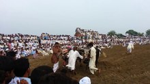 Danda da Mela (Bull Festival)