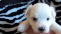 Maltese-Bichon Frise pups