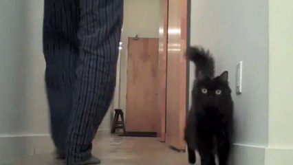 Reaction of a cat to see a balloon