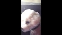 Puppy & Dog Bichon Frise Crazy Barking at each other in Car....
