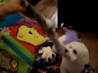 Mr Murphy a 10 week old Bichon Frise