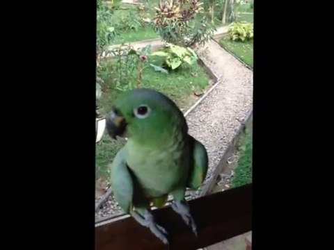 Amazing laughing Parrot like humans in Peruvian Amazon!!