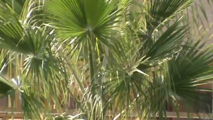 RIU Kaya Palazzo Belek Tuerkei Antalya (38)