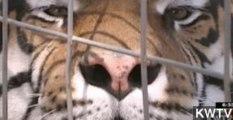 Tiger Mauls Employee at Oklahoma Animal Sanctuary