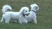 Bichon Frise Running & Playing Carelessly (Having Fun) on a Lawn, Puppy (6 months) & Dog