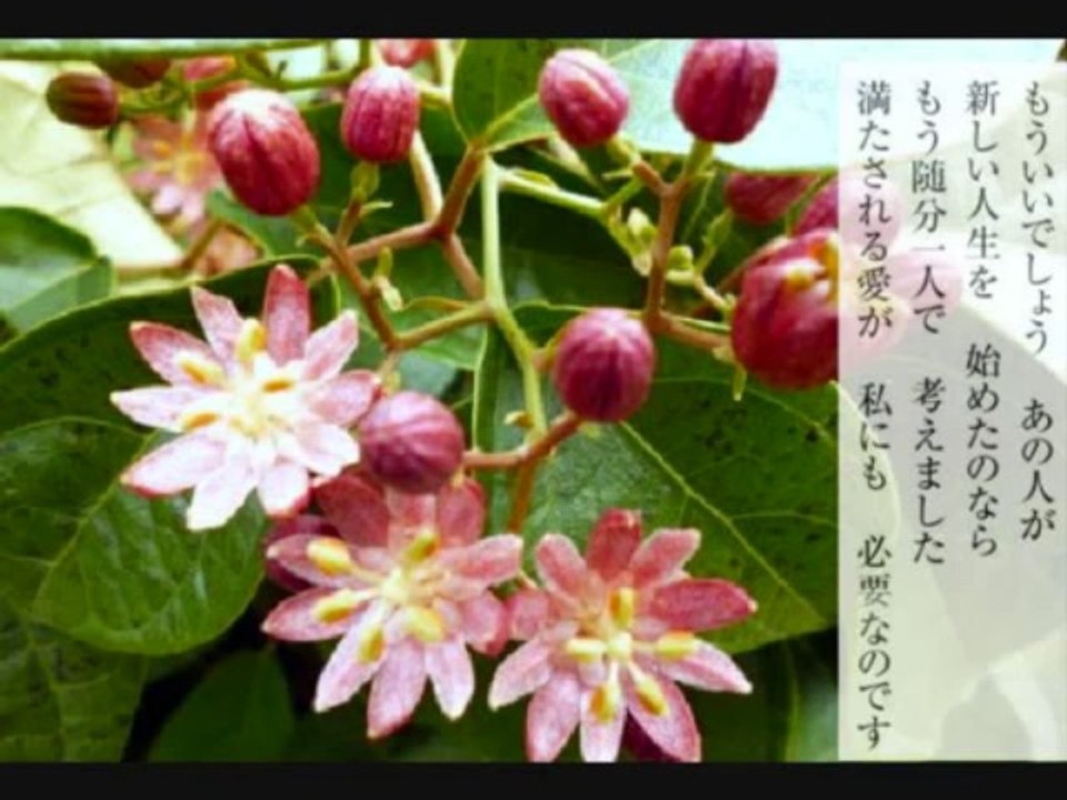 永井龍雲提供曲(作詞作曲)熾火(斉藤かず)