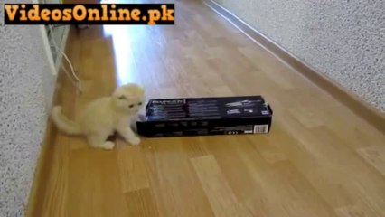 Cute Kitten Enjoys a Box -