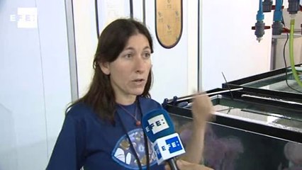 Las medusas del Mediterráneo son este año más abundantes y grandes