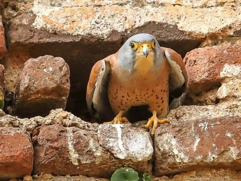 Iglesia y ecologistas, unidos en Almendralejo por la conservación