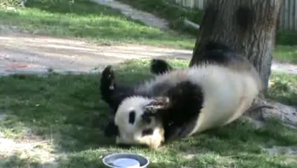 La panda Hua Zui Ba, compuesta y sin novio