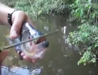 Piranha Scissors - Amazing Creature