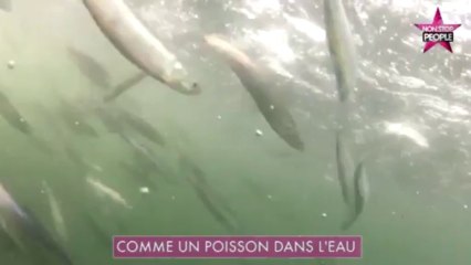 Buzz : Des baleines frôlent des plongeurs