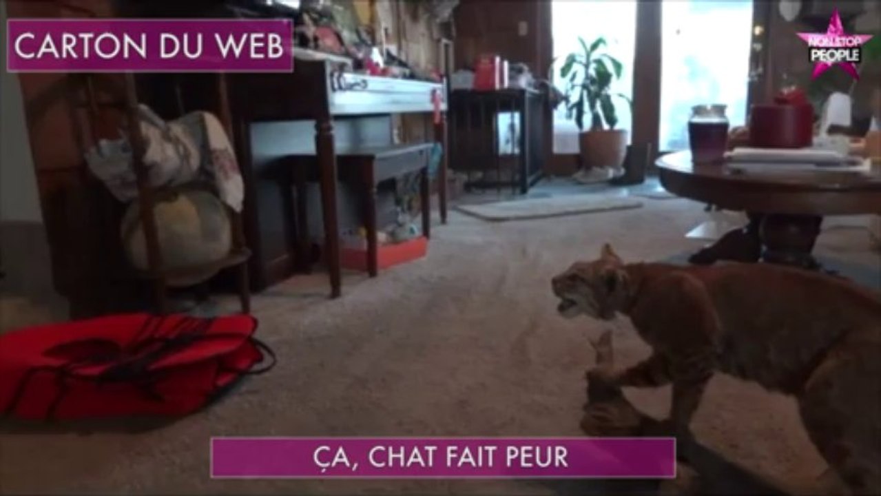 Buzz : Chat fait peur !