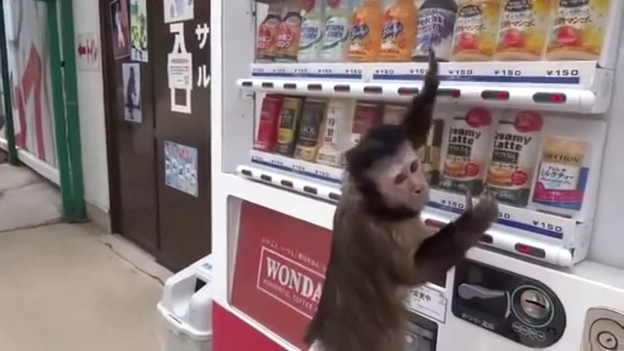 Akıllı maymun kendine bir içecek satın alıyor