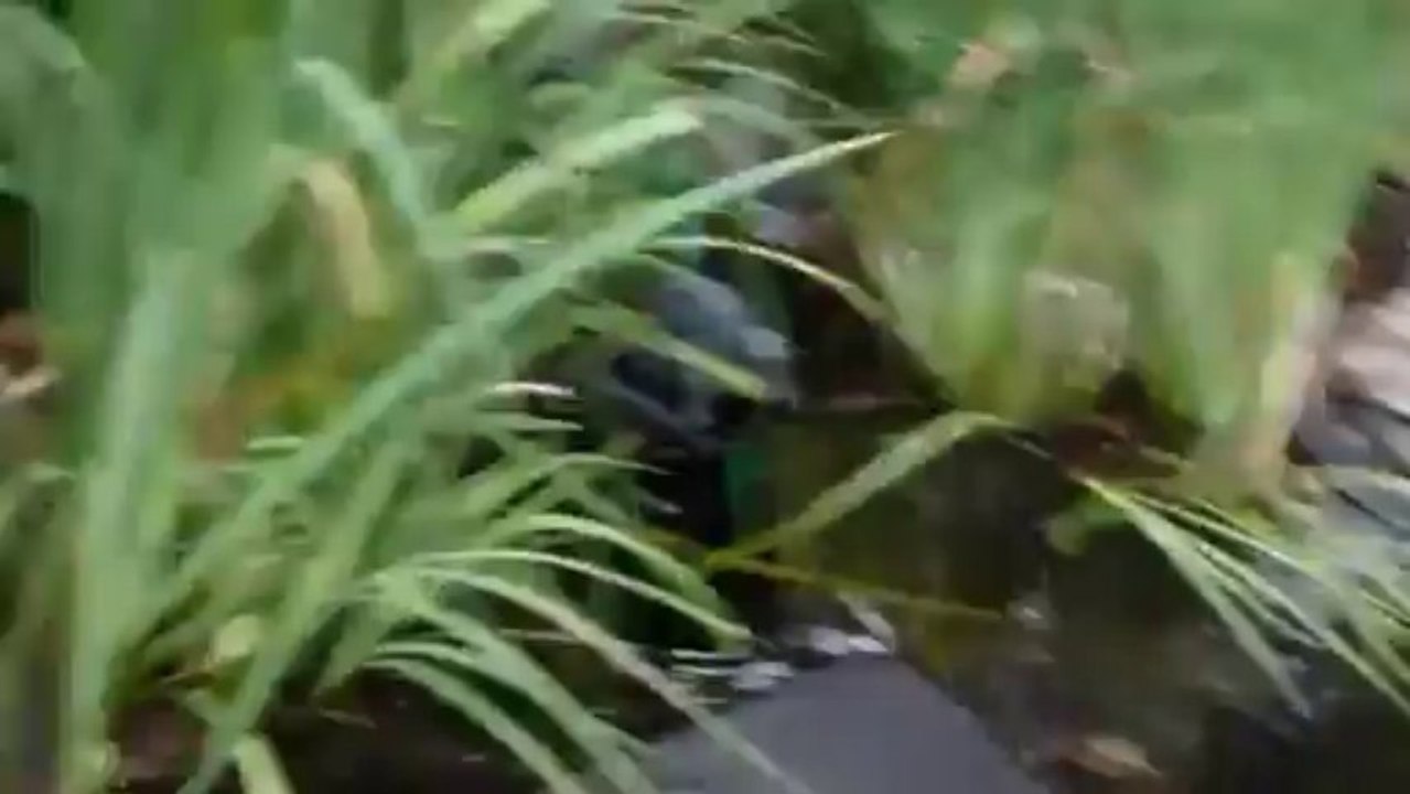 Schipperke, Bichon Frise, and Shihtzu Dogs Playing In the Yard