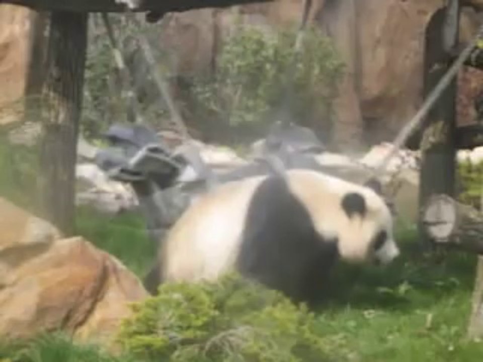 panda