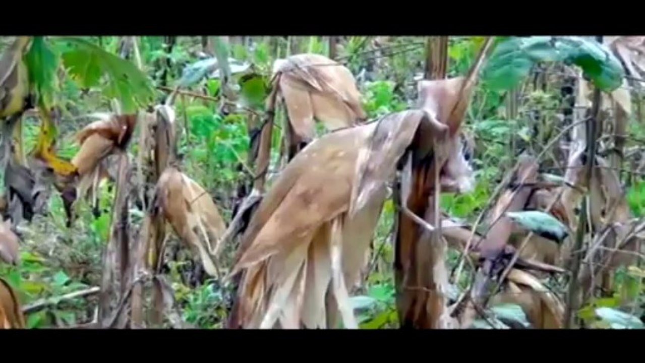 Nis Yang-Vim koj Thiaj Liam