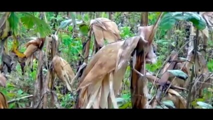 Nis Yang-Vim koj Thiaj Liam