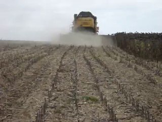 coupe tournesol Zaffrani