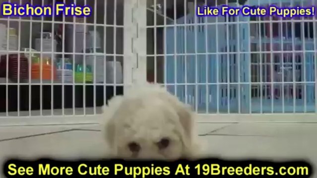 Bichon Frise,Puppies, For, Sale, In, San Diego, California, CA, Escondido, Hayward