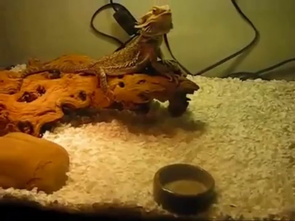 Bearded Dragon Secret Manual | Honest Bearded Dragon Secret Manual Review