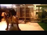 Hund erziehen mit Clickertraining   Boxentraining