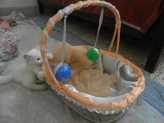 Sweetie: the most loving, funny & playful cute kitty